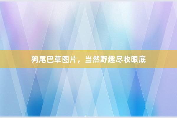 狗尾巴草图片,当然野趣尽收眼底